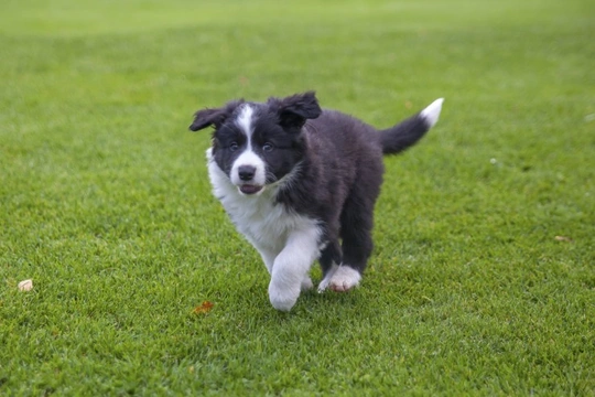 Working out your mixed breed Border collie’s ancestry