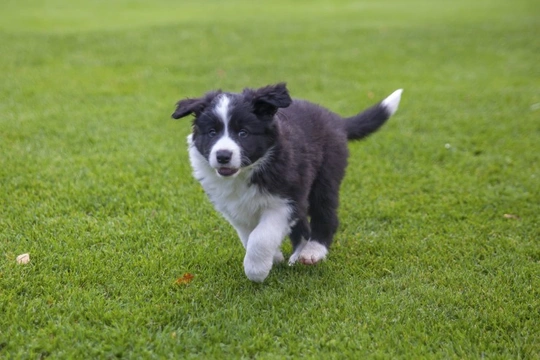 Border collie best sale bichon frise cross