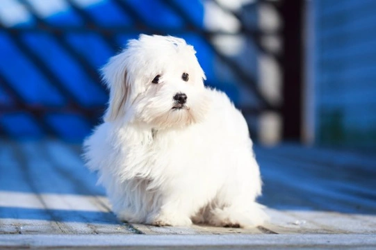 White hot sale puffball dog