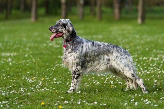 The Kennel Club announces two new DNA testing schemes for the English setter dog breed