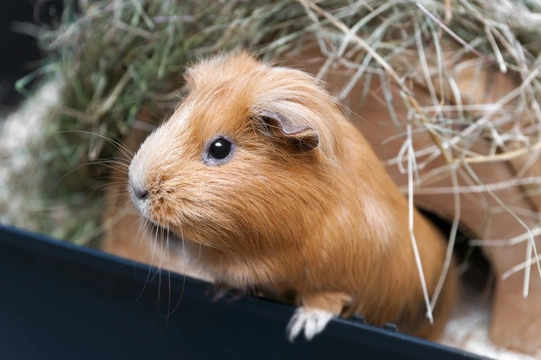 Guinea pigs and scurvy