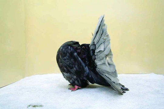 Nejznámější holubi 22 Pávík