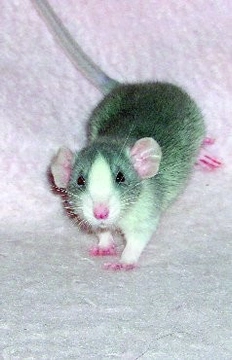 Vzácné varianty potkanů
