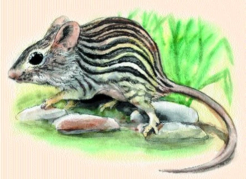 Myš zebrovaná (Lemniscomys barbarus)