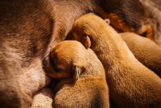 Milk for newborn outlet puppies