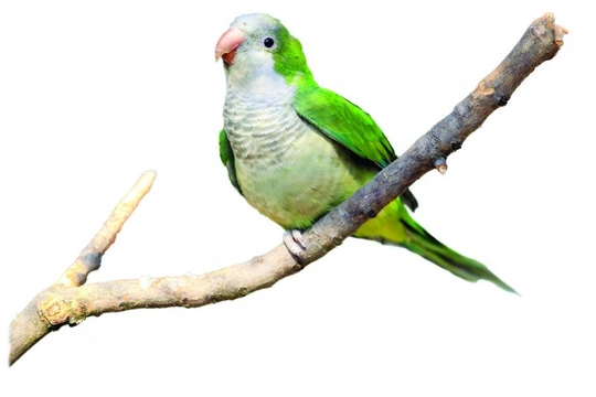 Co patří ke komfortnímu chování papouška