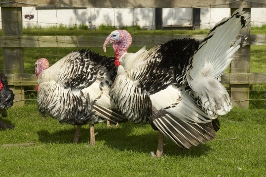 6 Amazing Breeds of Ornamental Turkeys