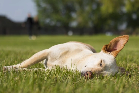 What does it mean if your dog rubs their head and face in the grass?