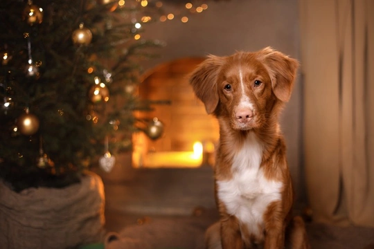 Five important things for dog owners to remember at Christmas