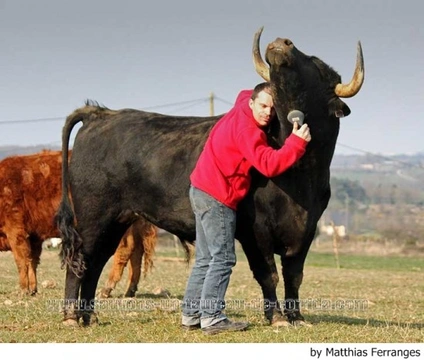 Conoce la historia de Fadjen, el toro que fue adoptado y se convirtió en el mejor amigo del hombre