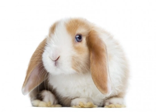 Lop eared bunny store care