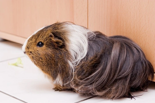Floor Time for Your Guinea Pig