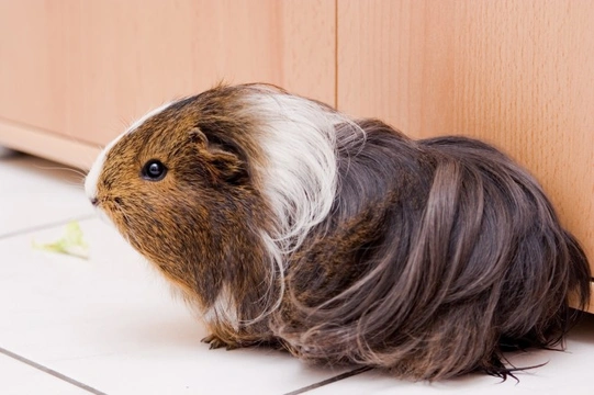 Guinea pig 2024 floor time