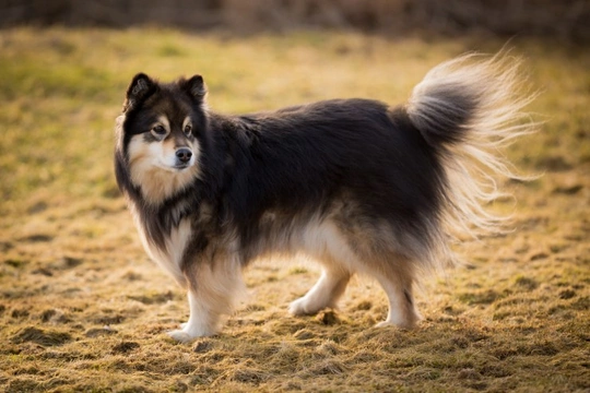 Five interesting facts about the Finnish Lapphund