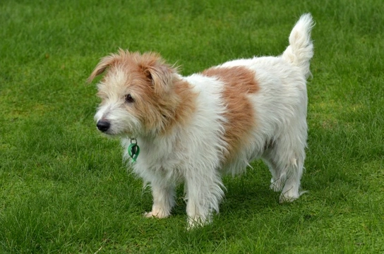 Norfolk jack sale russell terrier mix