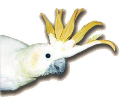 O chovu kakadu žlutolícího sumbského - Cacatus sulphurea citrinokristata