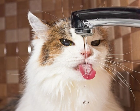 How much water should cats drink?