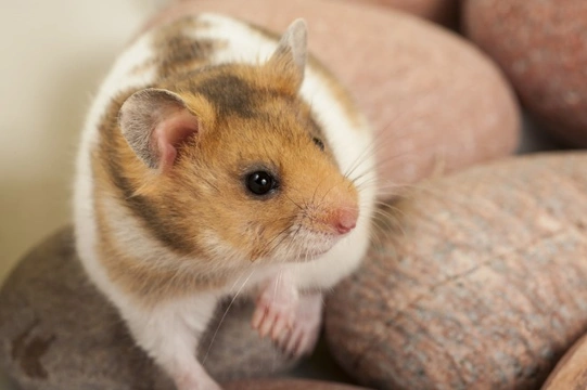 Some common hamster health problems