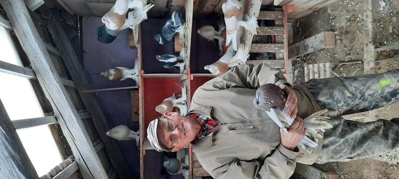 ROZHOVOR: Na holubníku šéfuje chovatel, říká Milan Príboj (SK)
