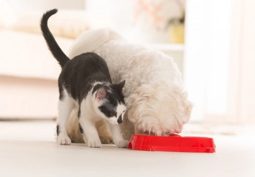 Dogs that eat cat food Is this really a problem Pets4Homes