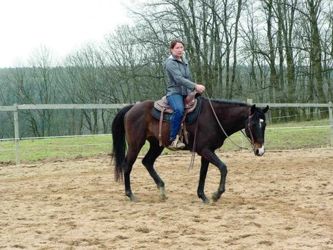 Chyby ve výcviku (2) Práce s mladým koněm