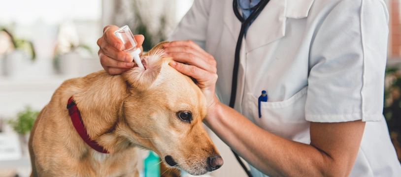 Zánět uší u psa: proč vzniká a jak jej léčit