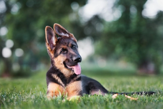 German shepherds are the 2024 best