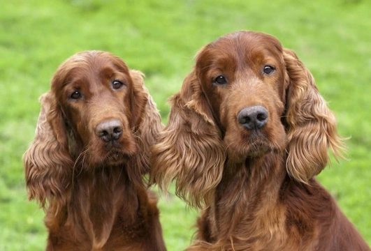 How to raise two dogs together and manage their respective traits