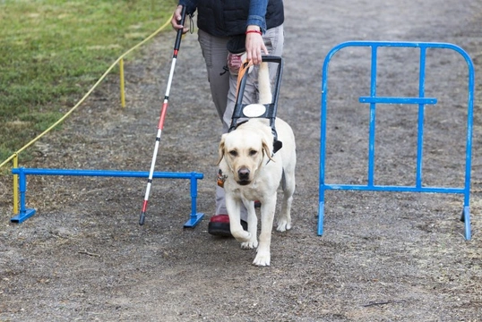 What are guide dogs for the blind taught to do?