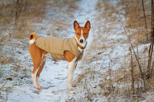 Exercising older dogs safely in cold weather