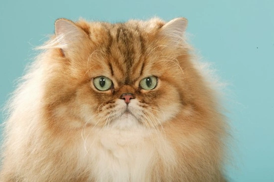 Longhaired cat breeds - Ten of the most popular