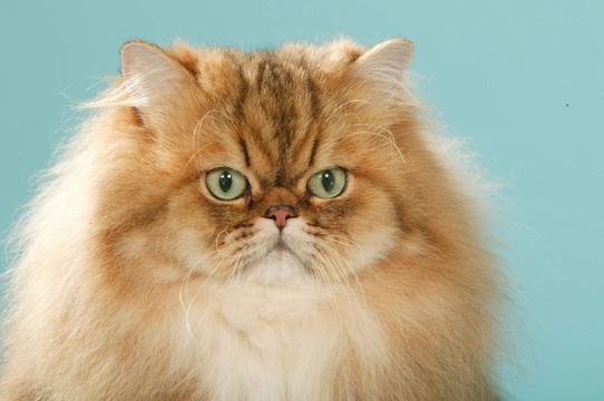 Long-Haired Cat Breeds