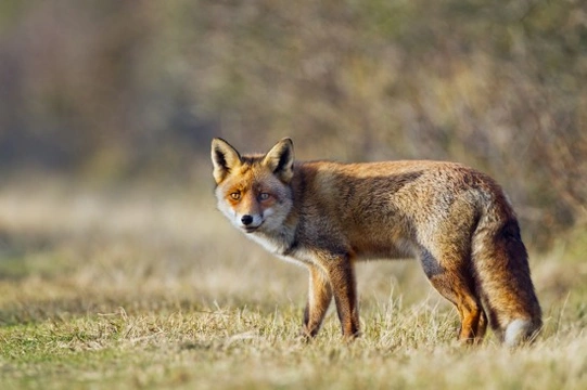 Fox store attacking dog