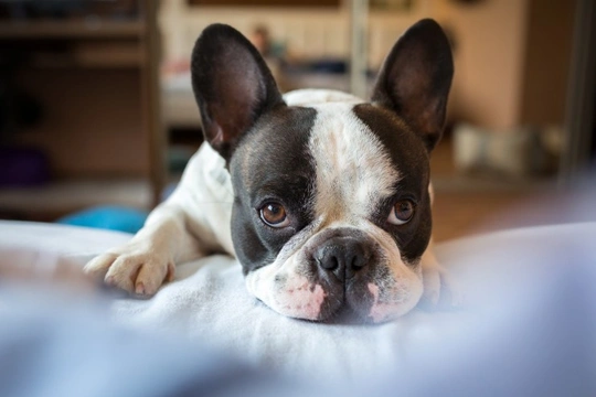 Can neutering your male dog reduce their anxiety levels?