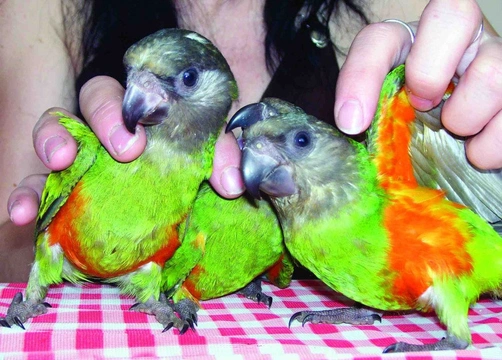 Papoušek senegalský červenobřichý (Poicephalus senegalus versteri)