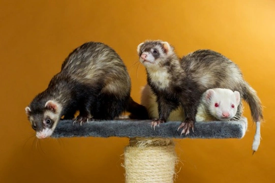 Fun Interesting Facts About Ferrets
