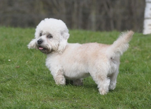 The history and background of the Dandie Dinmont terrier
