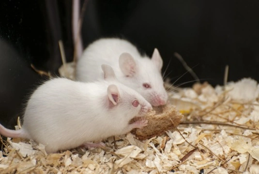 Housing your Pet Mice