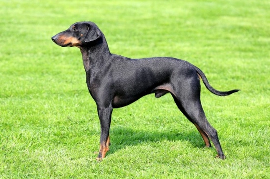 Is the Manchester terrier a good choice of pet?