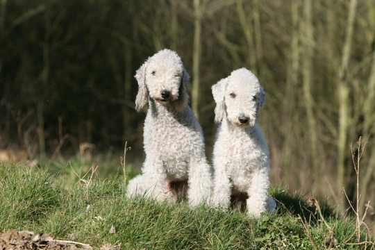 Liver 2024 bedlington terrier