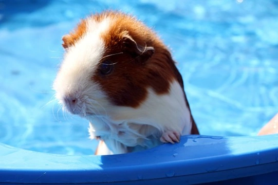 Can I Give My Guinea Pigs a Bath?