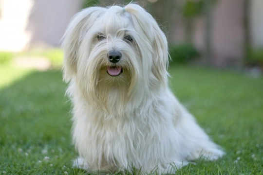 The Havana Silk Dog: Not to be Confused with a Havanese