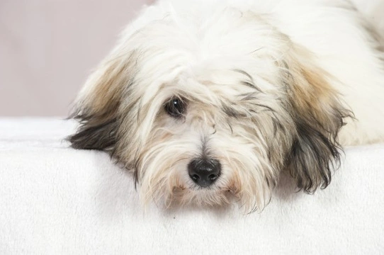 Coton de Tulear hereditary health and genetic diversity
