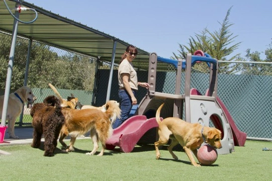 Doggy daycare - what is it and is it a good idea for your own dog?