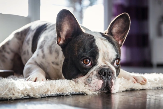Recognising the symptoms of infections in dogs