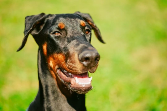 Three tips for defusing the threat of an aggressive dog safely