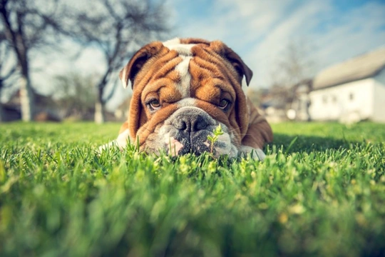 5 frequently asked questions about BOAS or brachycephalic obstructive airway syndrome in dogs