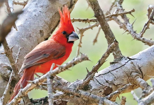 La Guajira – ptáci v trní