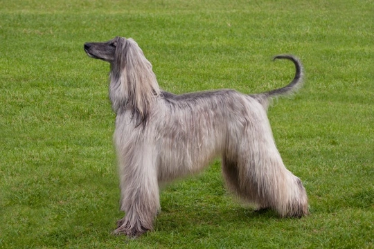 The Afghan Hound and Cancer