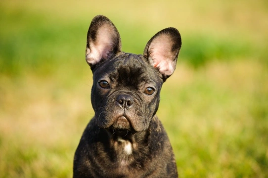 Kennel club french bulldog best sale